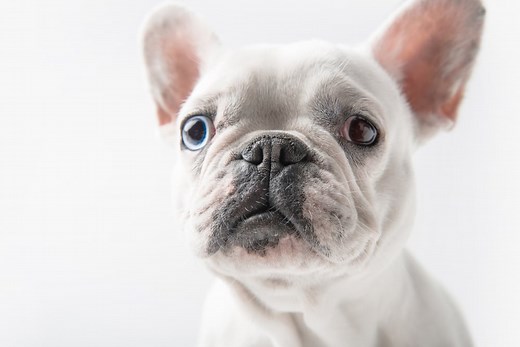 French Bulldog Ears: Fact and Tips That Owners Should Know