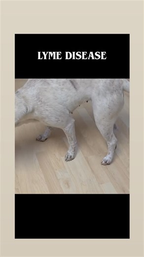 VET DRUGS (PawsLyf) on Instagram: "Lyme disease in dogs is a tick-borne bacterial infection caused by Borrelia burgdorferi that dogs usually get when infected black-legged ticks bite and feed for at least 24–48 hours, and it can lead to symptoms like fever, lethargy, loss of appetite, joint swelling, and lameness Vc- surry spay neuter clinic #dig #dogs #dogstagram #dogsofinstagram #vetdrugs_"