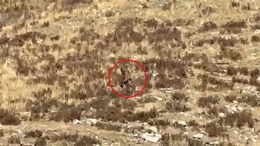 Rail passengers reckon they caught Bigfoot on camera in Colorado