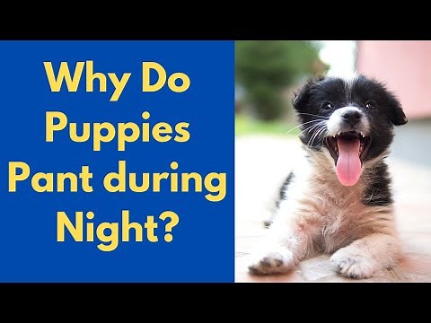 Why is your Puppy Panting during Night-time? Possible Reasons and Treatment