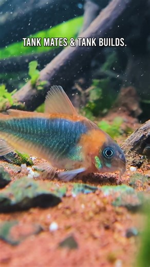 New To Keeping & Caring For Aquarium Shrimp? This Is Where Most START!