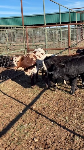 9.4K views · 71 reactions | Nine ropers. Can sort off the 1 button head. $1️⃣2️⃣5️⃣0️⃣. Located in Blackwell Texas. Take a look! Thanks | Jed Middleton | Facebook