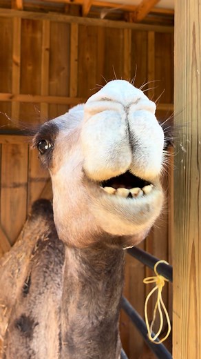 Inside a Camel’s Mouth: Why Camels Can Eat Cactus Safely