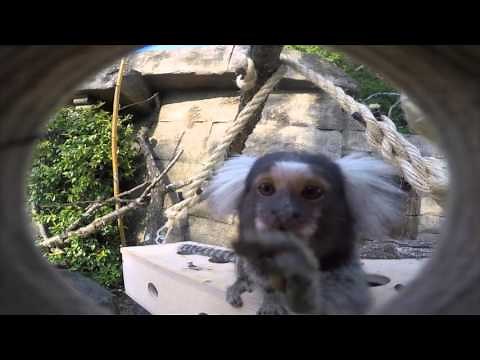Marmoset Enrichment