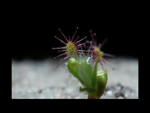 Drosera scorpioides gemmae timelapse