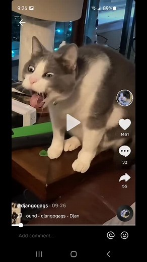 best cat pics on my phone #meow #fyp #kittycat #diarrea