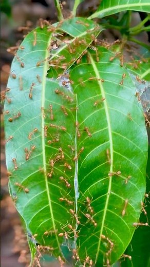 Tiny Ants Building a Leaf House 🐜🍃