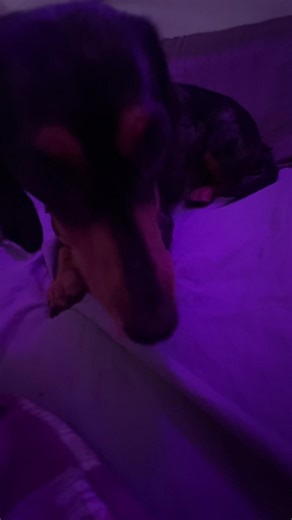 Satisfying ASMR Sounds with Dogs and Cheese