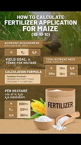 2.2K views |  Easy Guide to Fertilizing Maize the Right Way Getting...