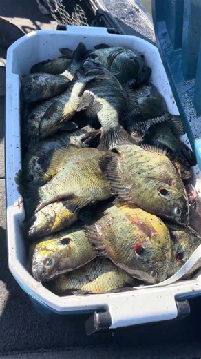 Take a kid fishing. #crappie #shellcracker #crappiefishing #lakekissimmee