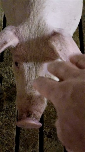This Pig Understands Hand Signals!