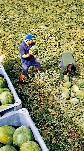 Watermelon Harvesting Techniques in Agriculture