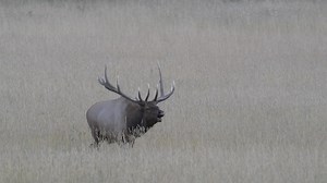 95K views · 3.6K reactions | The sounds of rut | Wildlife throughhopeseyes. | Facebook