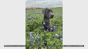 Blue Lacy Dog Breed: Pros and Cons