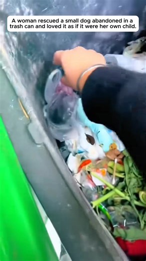 a small dog was abandoned in a trash can. | Canvas Creatures