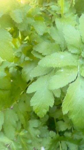 What’s Happening in my Garden Today? 🌿✨ Angelica Magic ✨🌿 Angelica is more than a herb—it is a sacred protector, a guide, and a bridge to the divine. 💫 Known as the Root of the Angels, Angelica has been used for centuries to: • 🔮 Protect & Purify — ward off curses, hexes, and negative energy • 🌙 Spiritual Guidance — call in angelic presence during thresholds of life (birth, death, transformation) • 🌱 Healing Ally — support digestion, circulation, and emotional balance in traditional medici