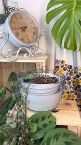 happy plants compilation ( cute nails) #plantok #plantoftiktok #calmingvideos #planttok #bottomwateringplants #timelapsevideo | Alyplantsnstuff