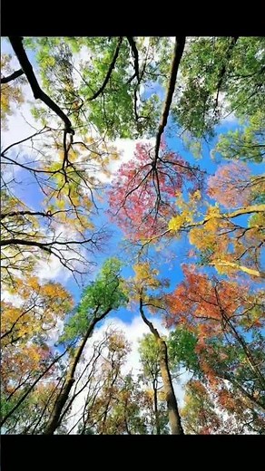Why Do Leaves Change Color? | Simple Science in Hinglish