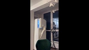 Cat struggles to open fridge in Russia