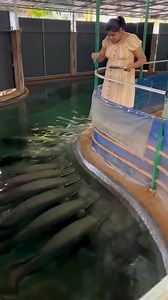 Feeding Giant Arapaima #water #plants #fish #hobby #aquarium #reels #fyp | Aquatic Wonders Hub