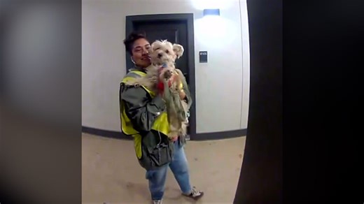 This dog wags along for trash pickup. See how she finally looks the part.