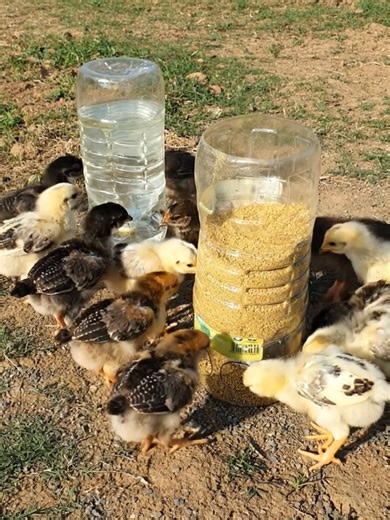 DIY Automatic Chicken Feeder From Plastic Bottles