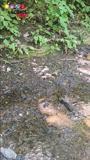 Cool off and clean up the environment while collecting macroinvertebrates! #sciencefairprojects