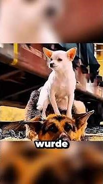 How this Chihuahua survived the kidnapping! 😱 #dogs