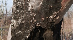 The texture of a tree trunk after a fire in a wood. Close-up. Generative AI