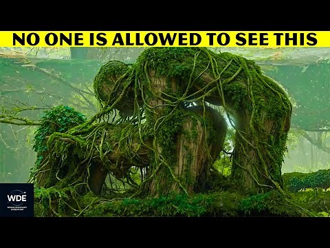 30 Most UNUSUAL Trees on Earth That Are BEYOND Your Imagination