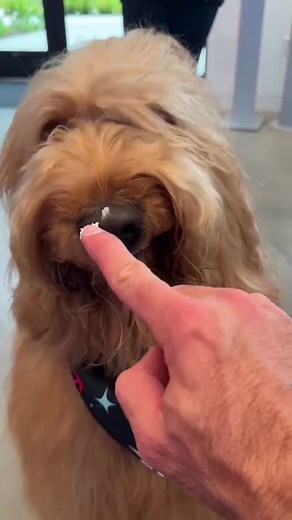 Celebrating lots of birthdays this month! Brodie turned 4 & @spotandtango turned 5! To celebrate, S&T is including a gift with your order! 🎉🐻 #dognutrition #goldendoodle #dogbirthday | Brodie That Dood