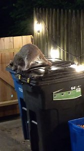 Critter Clip Trash Can Locks for Animals Heavy Duty Bear Proof Trash Can Lid Lock with Buckles and Straps for Outdoor Use Racoon Straps for Garbage Lids Quick Setup Deterrent for Securing Bins-2PCS