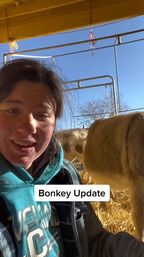 Bonkey Update: Waiting for Baby Donkey Arrival