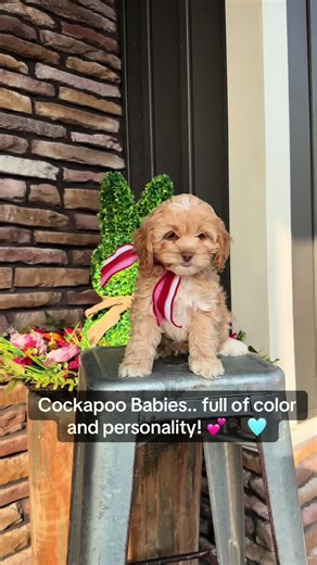 Let us help make this Saturday the best yet!!🩷🤍🩷#cockapoo #minigoldendoodle #puppies