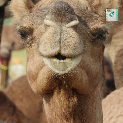 Why Camels Have Long Eyelashes in the Desert