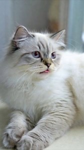 Top 7 Biggest Domestic Cat Breeds. #cat #cats #catsoffacebook #catbreeds #biggestcat #fypageシ #reelsviralシ | KnowFeed
