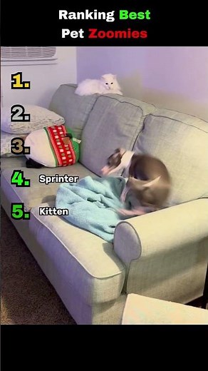 Ranking zoomies time #funny #pets #zoomies #shorts