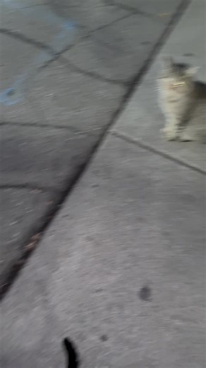 Sam Makki (@sammakki4)’s videos with original sound - Sam Makki