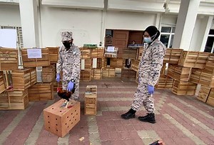 70 ayam sabung, 40 burung murai batu cuba diseludup masuk di perairan Langkawi