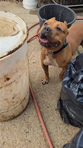 All Ten Bullz | Slobber Mommas | Instagram