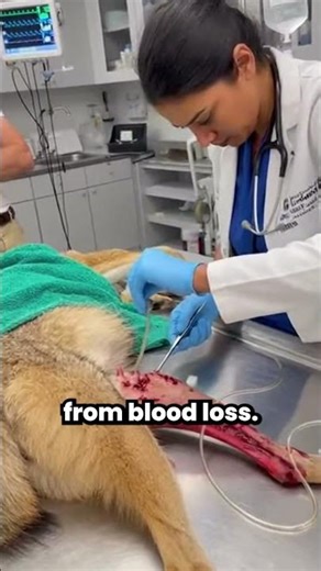 A Coyote Attacked Him… Then Collapsed Bleeding at His Feet 🐺💔