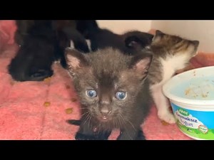 😻 Mother's Compassion! The Cat Who Adopted Stray Kittens As Her Own 💕