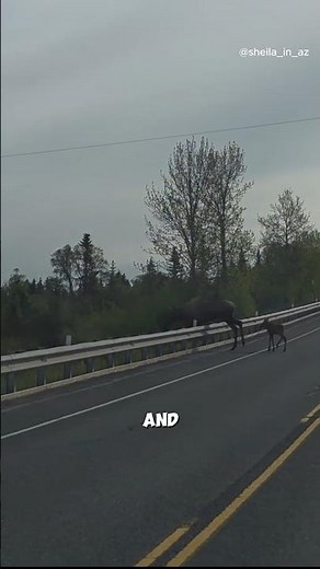 Everyone Stopped When This Baby Moose Crossed the Road 🫎😍 #Moose #BabyMoose #Wildlife #Nature