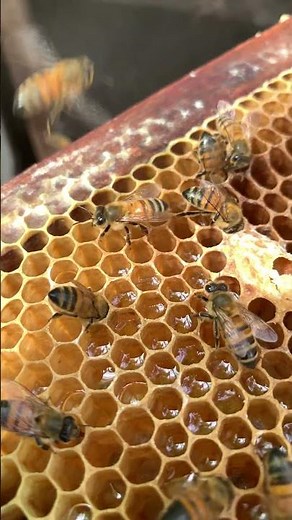 SWARM WARNING! Emergency Queen Cell Removal: Save Your Hive NOW!
