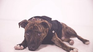 11K views · 190 reactions | Introducing boohoo's newest (and cutest) recruit... | boohoo.com | Facebook