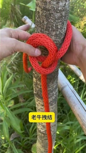 Ancient Farming Technique: The Old Ox's Knot Masterclass