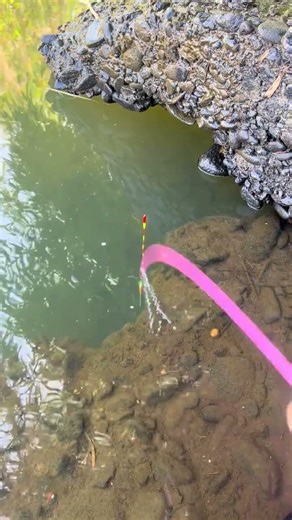 Unveiling the Serenity of Angling: A Fisherman's Paradise