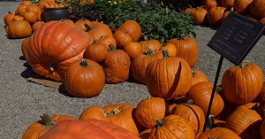 Fall Activities In & Around OC