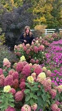 Limelight Prime® Hydrangea