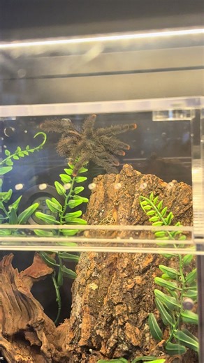 Finding the Perfect Home: Pink Toe Tarantula's Journey